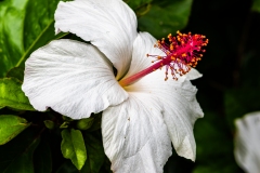 Hawaii Flora