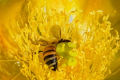 Bee Harvesting