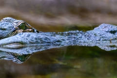 Floating Danger