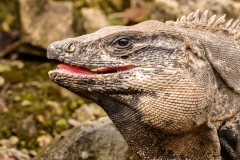 Iguana