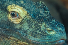 Komodo Dragon