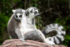 Lemurs