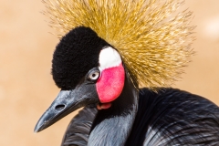 Pretty Bird