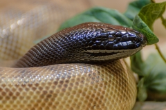 Snake