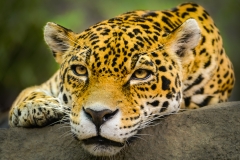 You Have My Attention