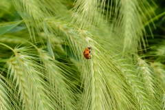 Ladybug