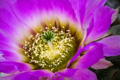 Cactus Flower
