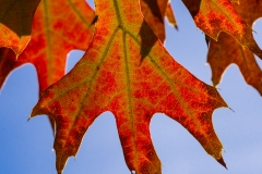 Fall Color