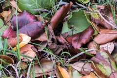 Fall Leaves