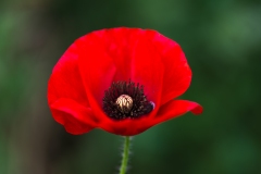 Poppy